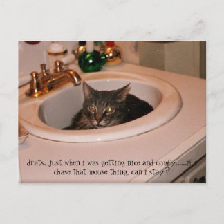 夏期カッコいい猫 ポストカード