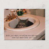 夏期カッコいい猫 ポストカード (正面)