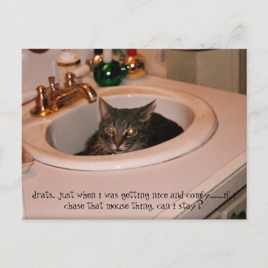 夏期カッコいい猫 ポストカード (正面)