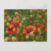夏期フローラはがき ポストカード (正面)