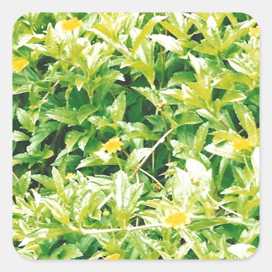 夏期花と植物 スクエアシール (正面)