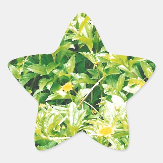 夏期花と植物 星シール (正面)