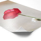 夏独身ののケシの赤い花 フォトプリント            (角)