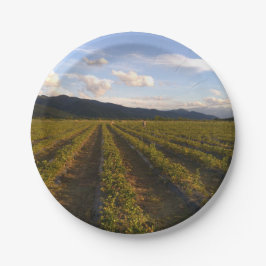 夏紙プレート ペーパープレート