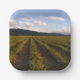 夏紙プレート ペーパープレート