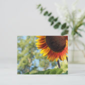 夏鮮やかのヒマワリ ポストカード (スタンド正面)