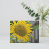 夏鮮やかのヒマワリ ポストカード (スタンド正面)