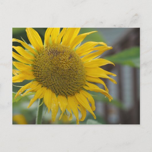 夏鮮やかのヒマワリ ポストカード (正面)