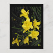 〜夏11〜 ポストカード (正面)