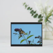 夏19日～ ポストカード (スタンド正面)