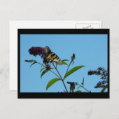 夏19日～ ポストカード (正面/裏面)