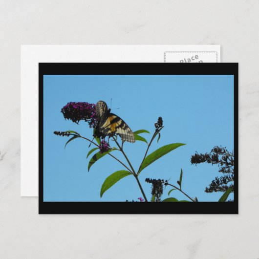 夏19日~ ポストカード (正面/裏面)