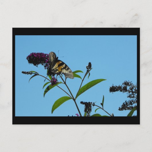 夏19日～ ポストカード (正面)