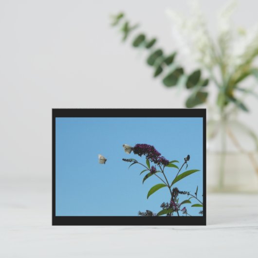 夏20日～ ポストカード (スタンド正面)