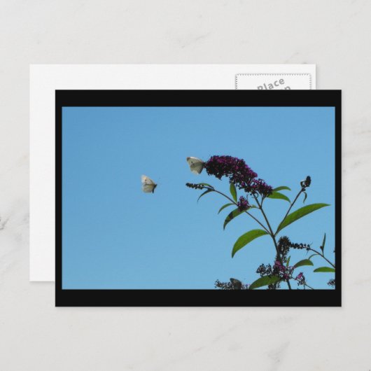 夏20日～ ポストカード (正面/裏面)