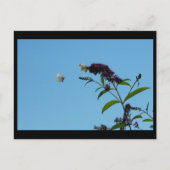 夏20日～ ポストカード (正面)