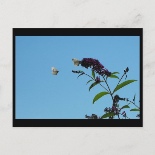 夏20日~ ポストカード (正面)