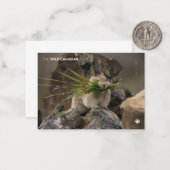 夏 – アメリカンピカ ノートカード (正面/裏面インサイチュ)