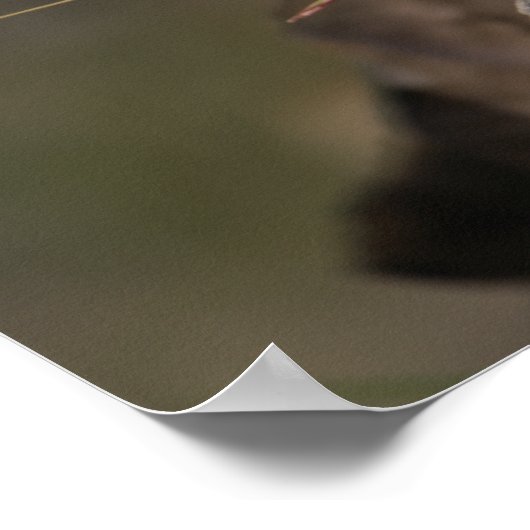 夏 – アメリカンピカ ポスター (角)