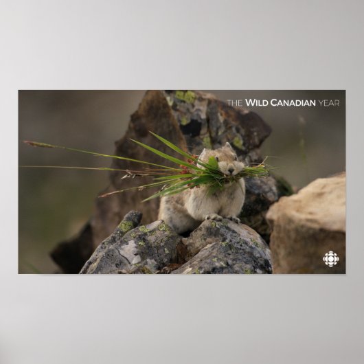 夏 – アメリカンピカ ポスター (正面)