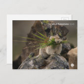 夏 – アメリカンピカ ポストカード (正面/裏面)