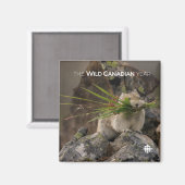 夏 – アメリカンピカ マグネット (正面/裏面)