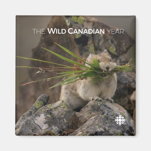 夏 – アメリカンピカ マグネット (正面)