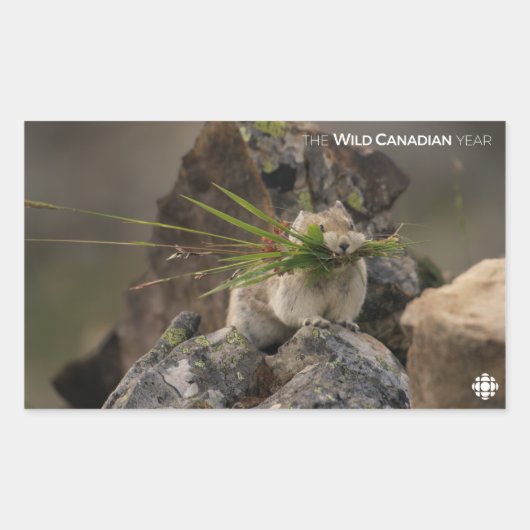 夏 – アメリカンピカ 長方形シール (正面)