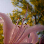 夏 キャンバスプリント