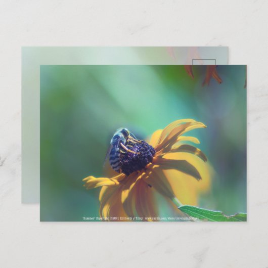 夏 ポストカード (正面/裏面)