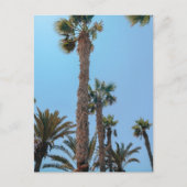 夏 ヤシの木 ポストカード (正面)