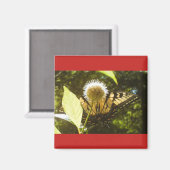 夏（昆虫）オオカバマダラ、モナークスクエアマグネット マグネット (正面/裏面)