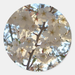 夕べさくらんぼの花I春フローラ ラウンドシール