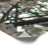 夕べさくらんぼフラムスII春サンセット ポスター (角)