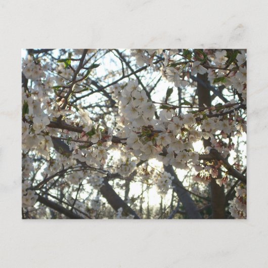 夕べさくらんぼフラムスII春サンセット ポストカード (正面)