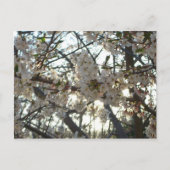 夕べさくらんぼフラムスII春サンセット ポストカード (正面)