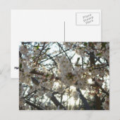 夕べさくらんぼフラムスII春サンセット ポストカード (正面/裏面)