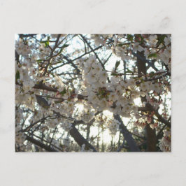 夕べさくらんぼフラムスII春サンセット ポストカード