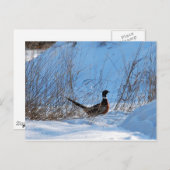 夕べのキジ ポストカード (正面/裏面)