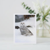 夕べの影のSnowyのフクロウ ポストカード (スタンド正面)