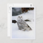 夕べの影のSnowyのフクロウ ポストカード (正面/裏面)