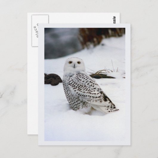 夕べの影のSnowyのフクロウ ポストカード (正面/裏面)