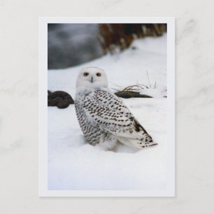 夕べの影のSnowyのフクロウ ポストカード