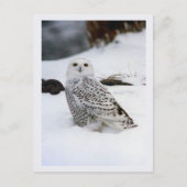 夕べの影のSnowyのフクロウ ポストカード (正面)