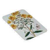 夕べプリムローズ、プレート73「コレクション貴重」 マグネット (右側)