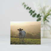 夕べ牛 ポストカード (スタンド正面)