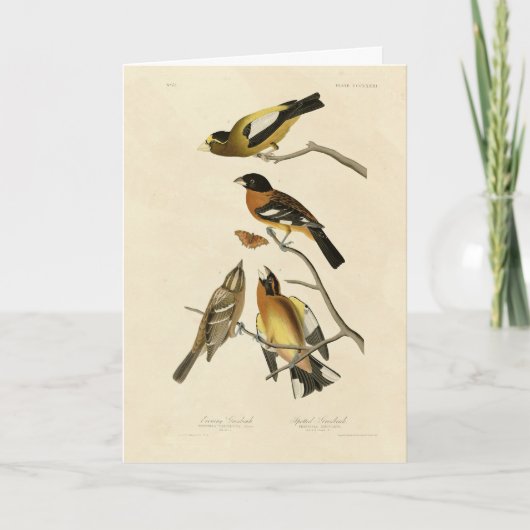 夕べ、斑状グロスベークAudubon Birds of America カード (正面)