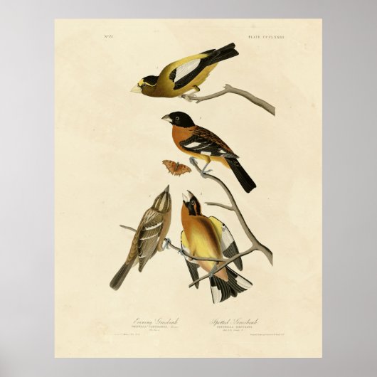 夕べ、斑状グロスベークAudubon Birds of America ポスター (正面)