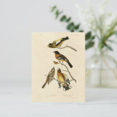 夕べ、斑状グロスベークAudubon Birds of America ポストカード (スタンド正面)