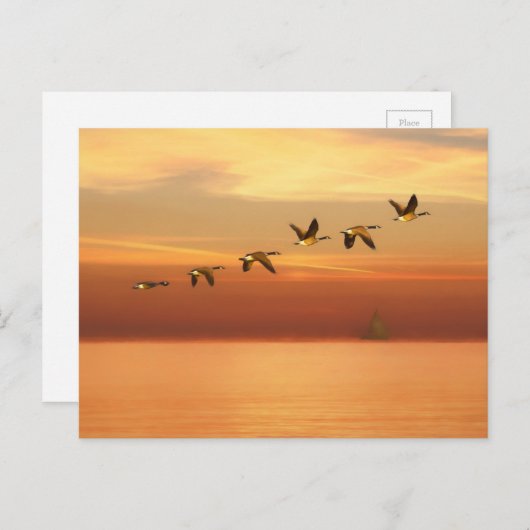 夕日に出航するカナダの鵞鳥 ポストカード (正面/裏面)